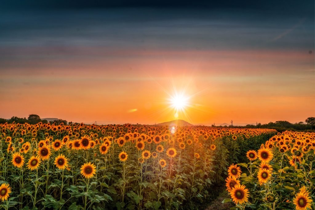 sunflower field instagram captions